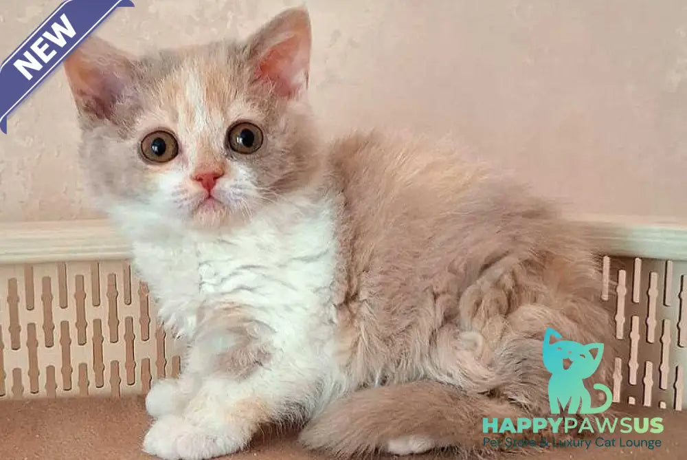 Paulina Selkirk Rex female fawn tortie bicolour - live animals