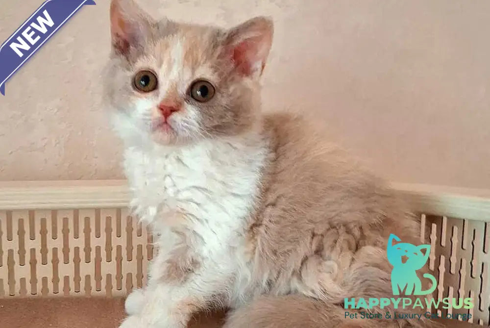 Paulina Selkirk Rex female fawn tortie bicolour - live animals