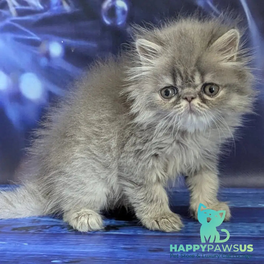 Pavlik Persian male blue tabby - live animals