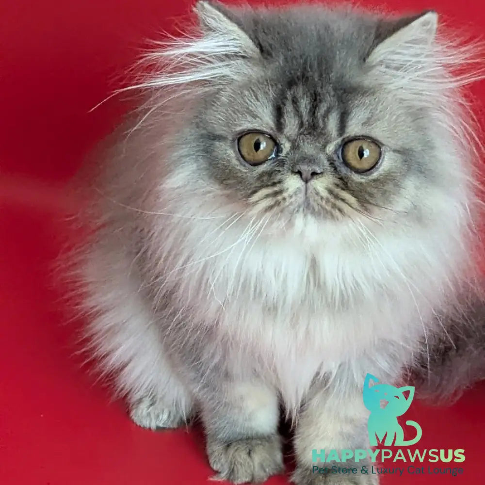 Pavlik Persian male blue tabby - live animals