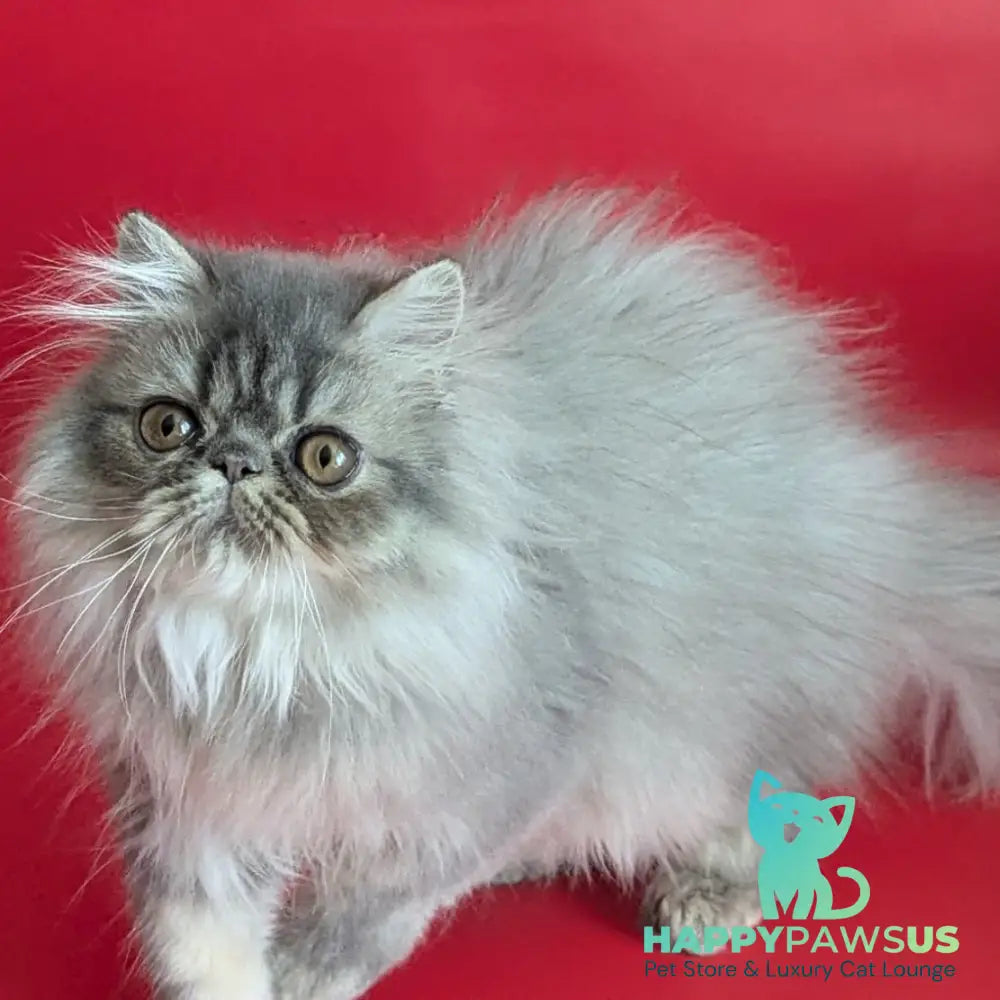 Pavlik Persian male blue tabby - live animals