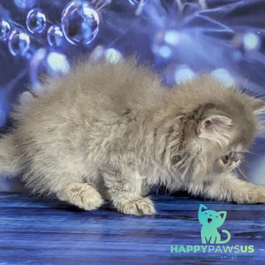 Pavlik Persian male blue tabby - live animals