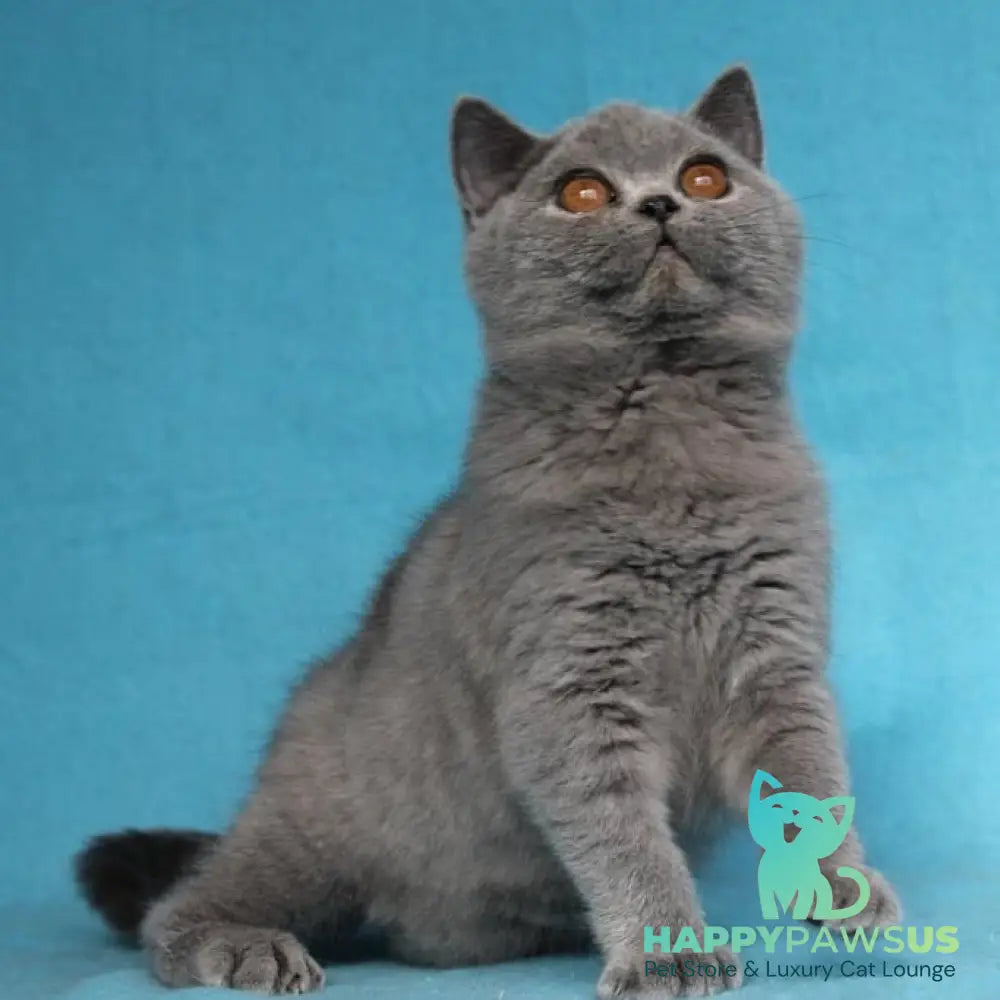 Pavlinka British Shorthair female blue - live animals