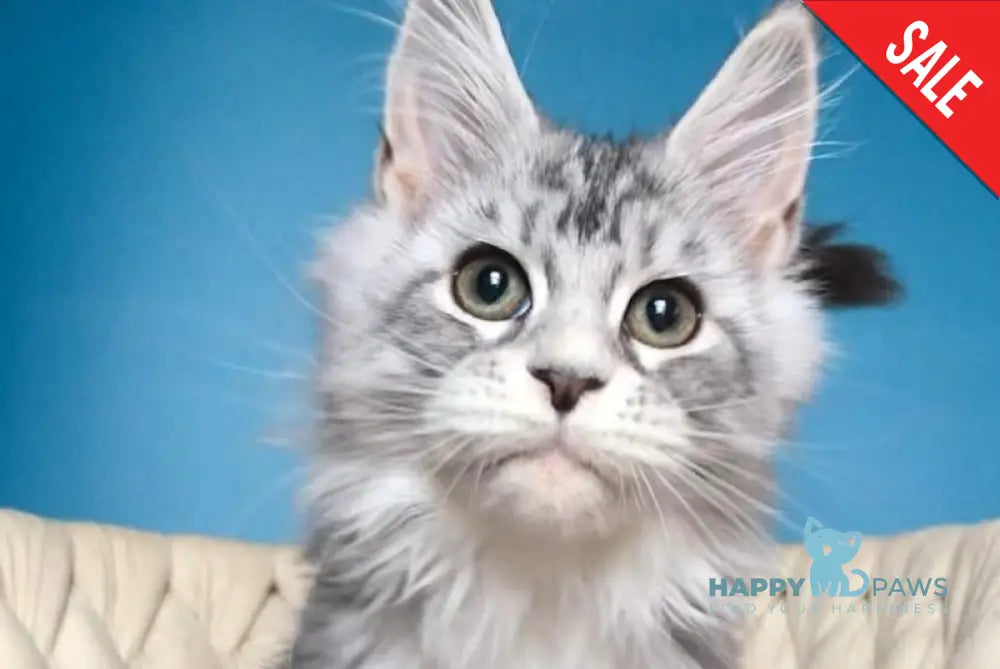 Pavlinka Maine Coon female black silver tabby bicolour live animals