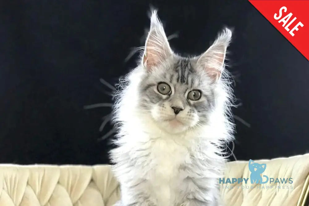 Pavlinka Maine Coon female black silver tabby bicolour live animals