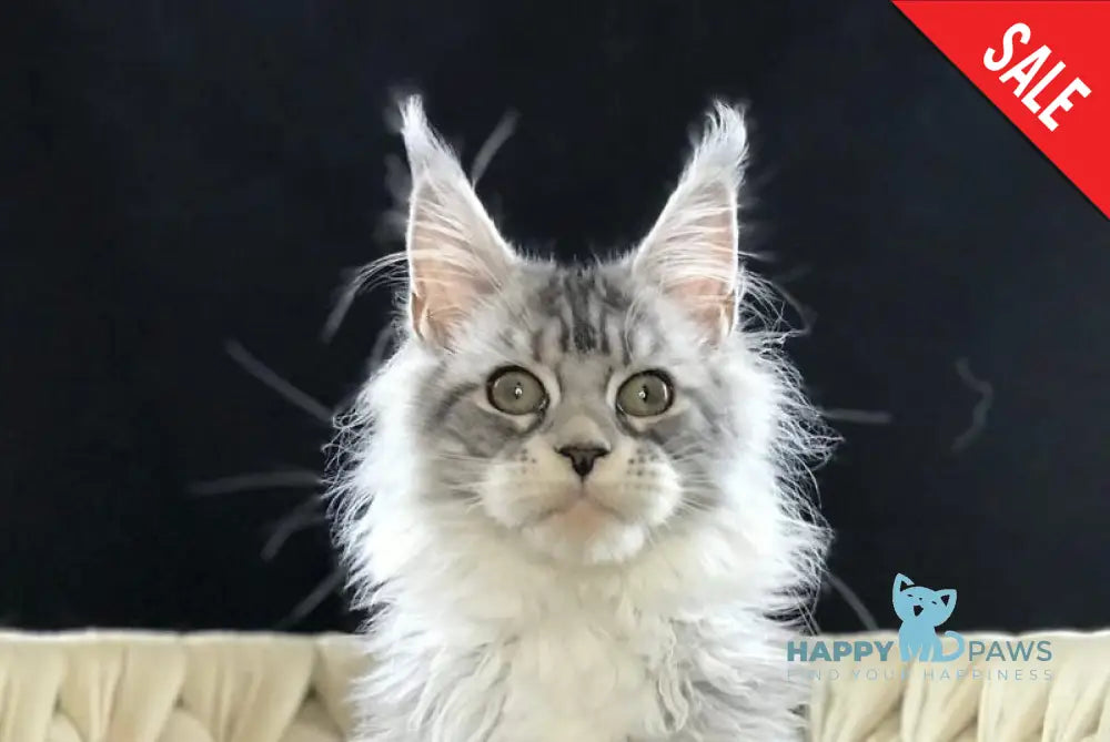 Pavlinka Maine Coon female black silver tabby bicolour live animals
