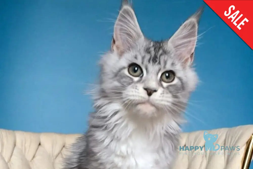 Pavlinka Maine Coon female black silver tabby bicolour live animals