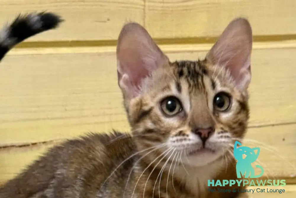 Peach Bengal female brown spotted tabby live animals