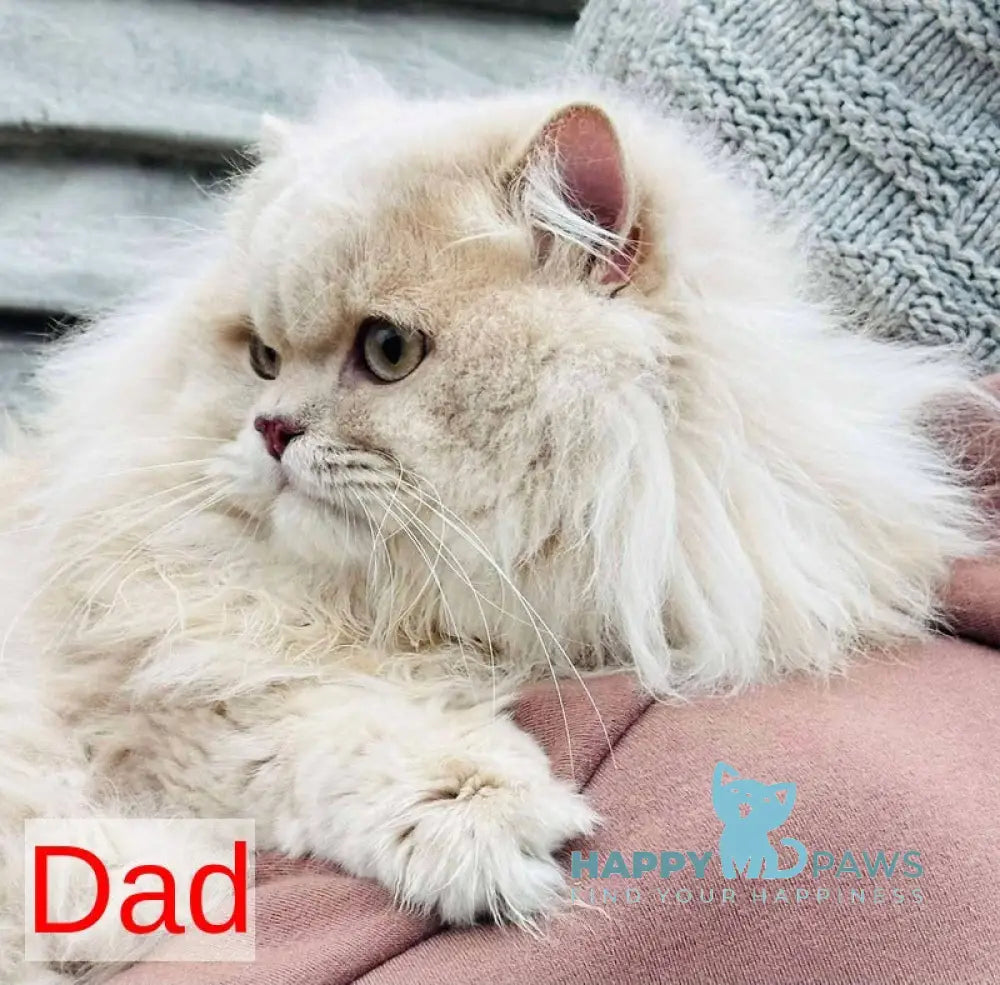 Peach British Longhair male blue golden chinchilla live animals