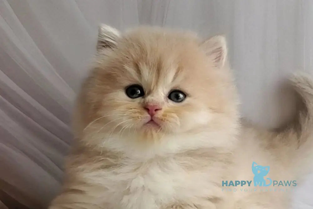 Peach British Longhair male blue golden chinchilla live animals