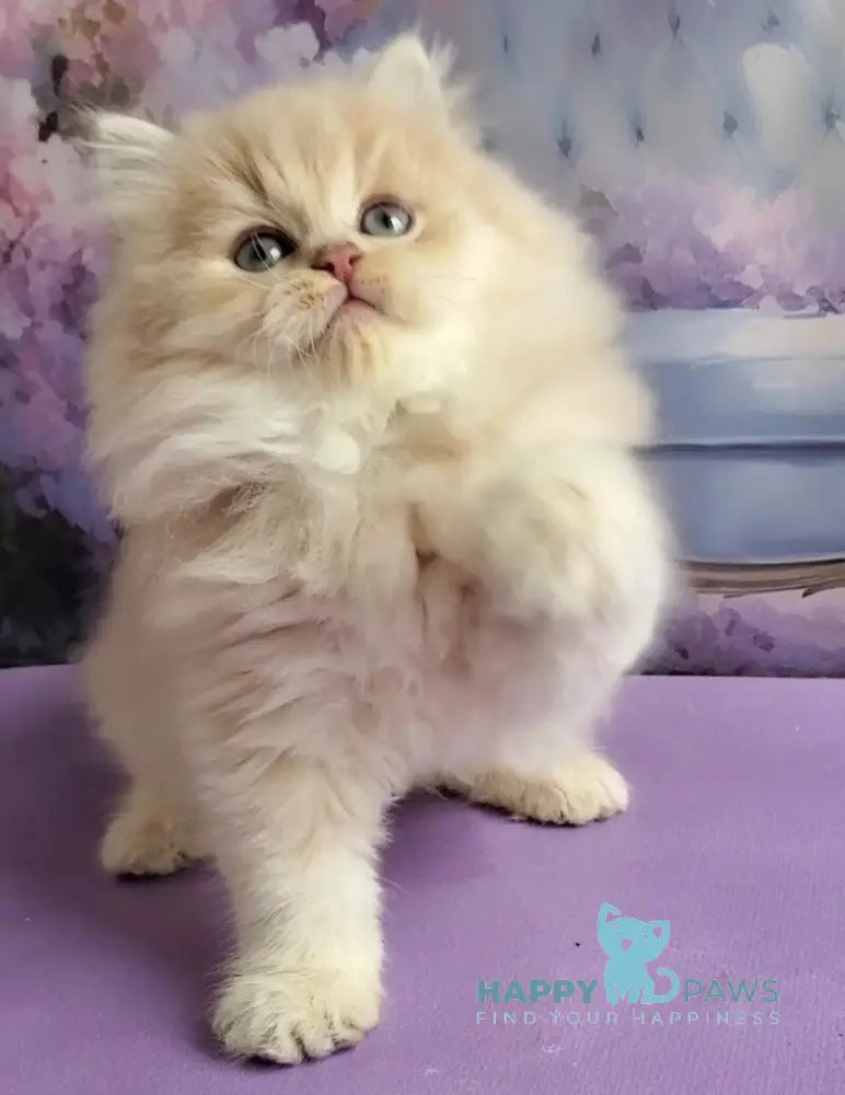 Peach British Longhair male blue golden chinchilla - live animals
