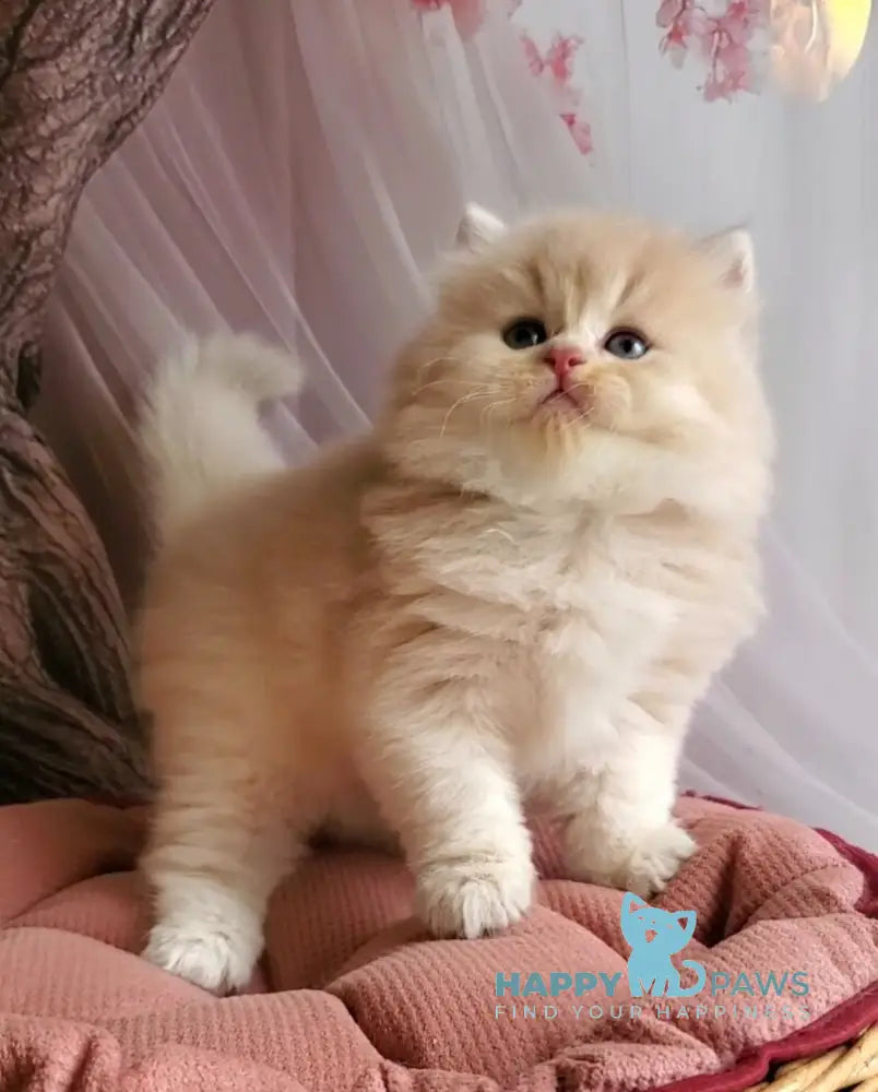 Peach British Longhair male blue golden chinchilla live animals