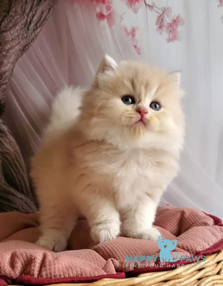 Peach British Longhair male blue golden chinchilla live animals