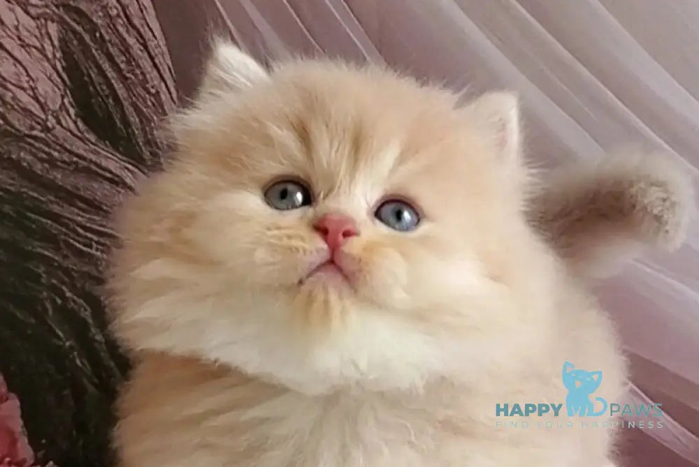Peach British Longhair male blue golden chinchilla live animals