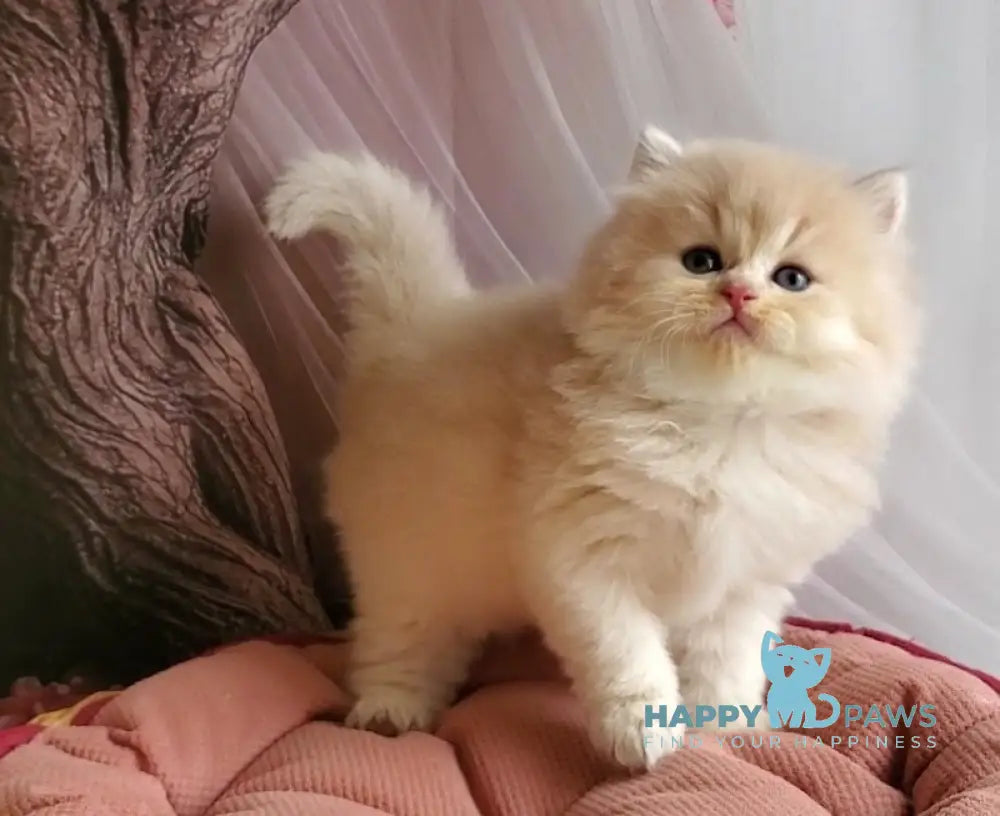 Peach British Longhair male blue golden chinchilla live animals