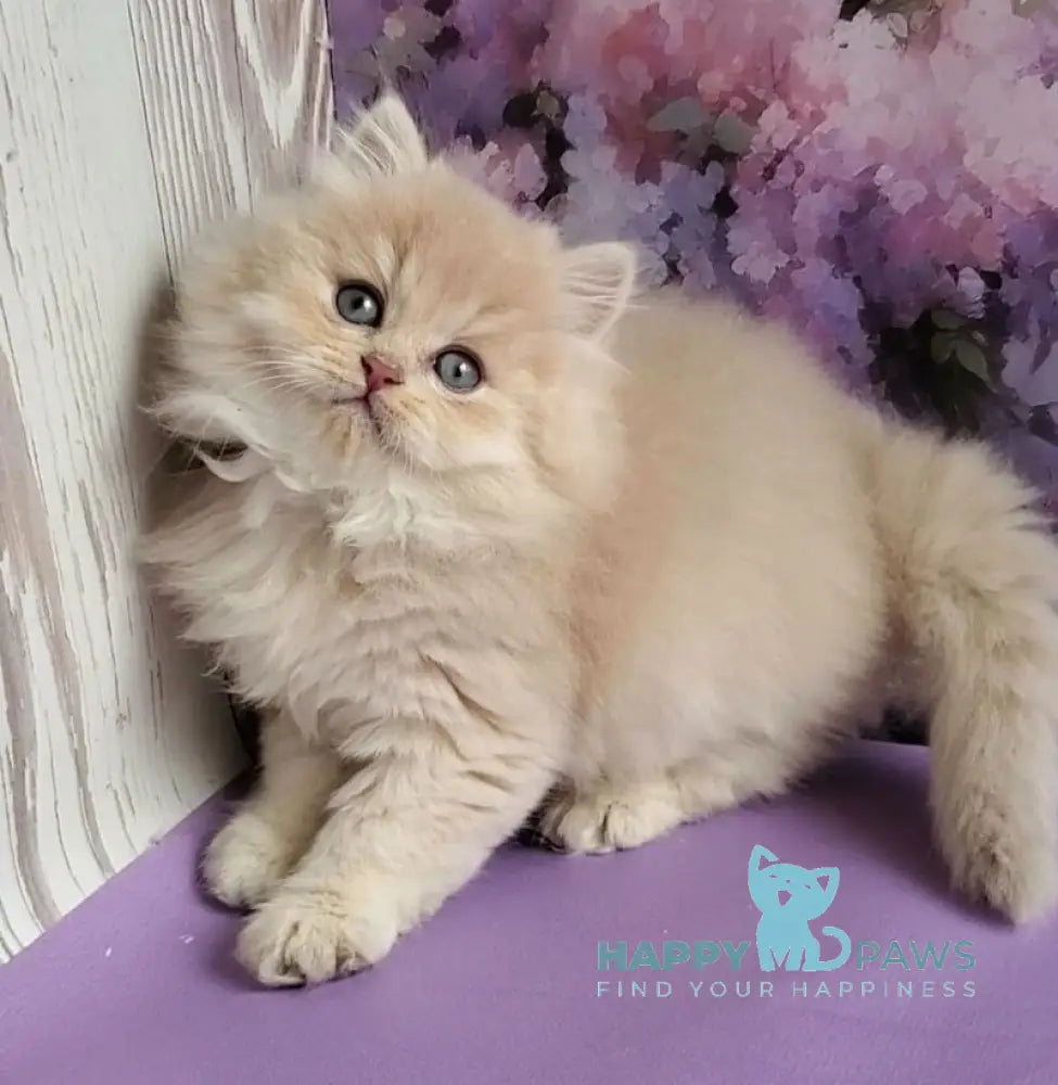 Peach British Longhair male blue golden chinchilla - live animals