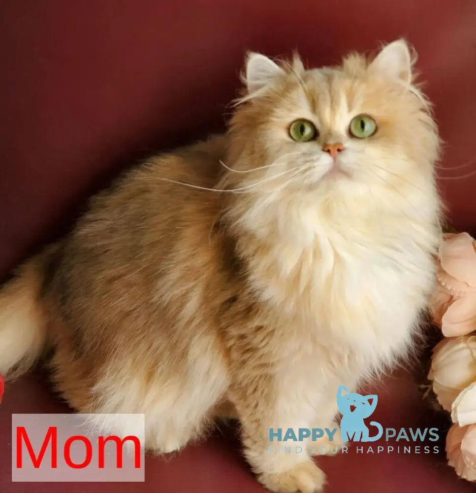 Peach British Longhair male blue golden chinchilla live animals