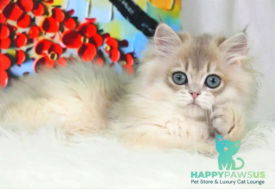 Peach British Longhair male blue golden shaded - live animals