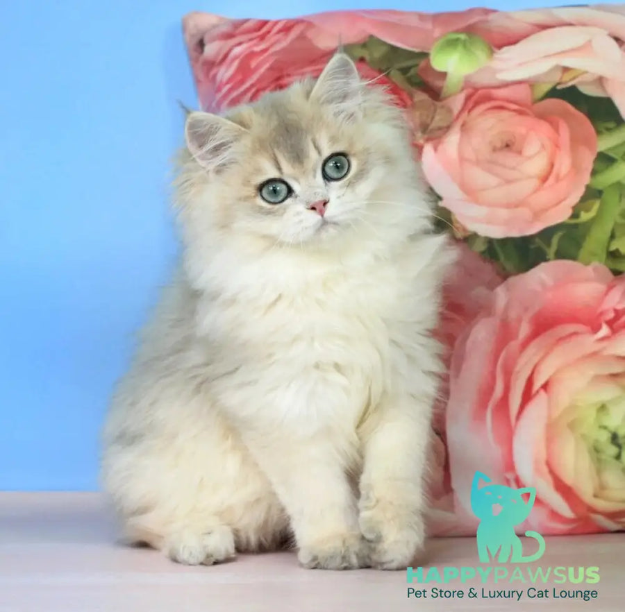Peach British Longhair male blue golden shaded - live animals