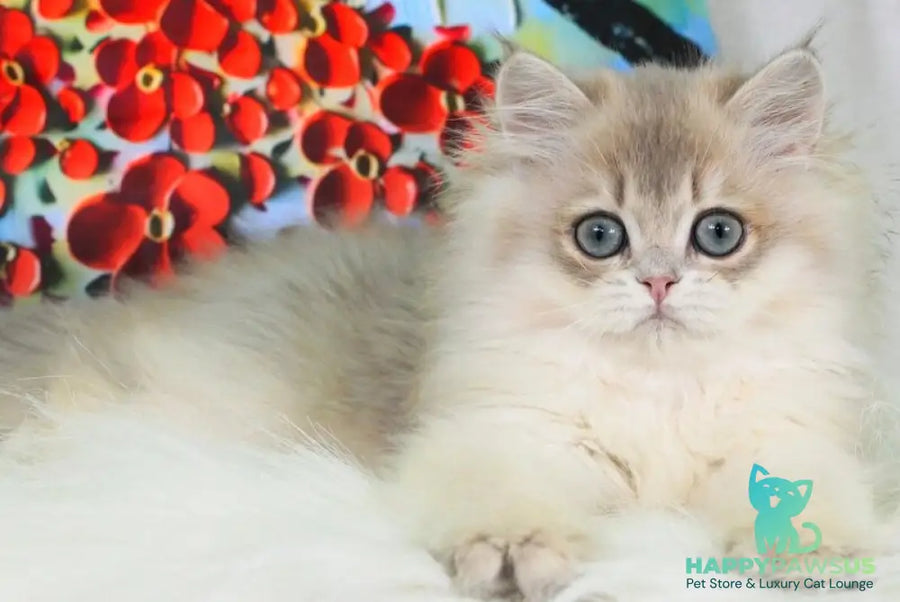 Peach British Longhair male blue golden shaded - live animals