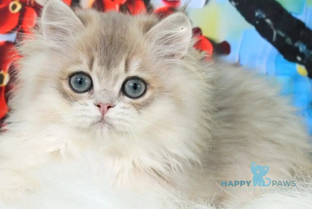 Peach British Longhair male blue golden shaded - live animals