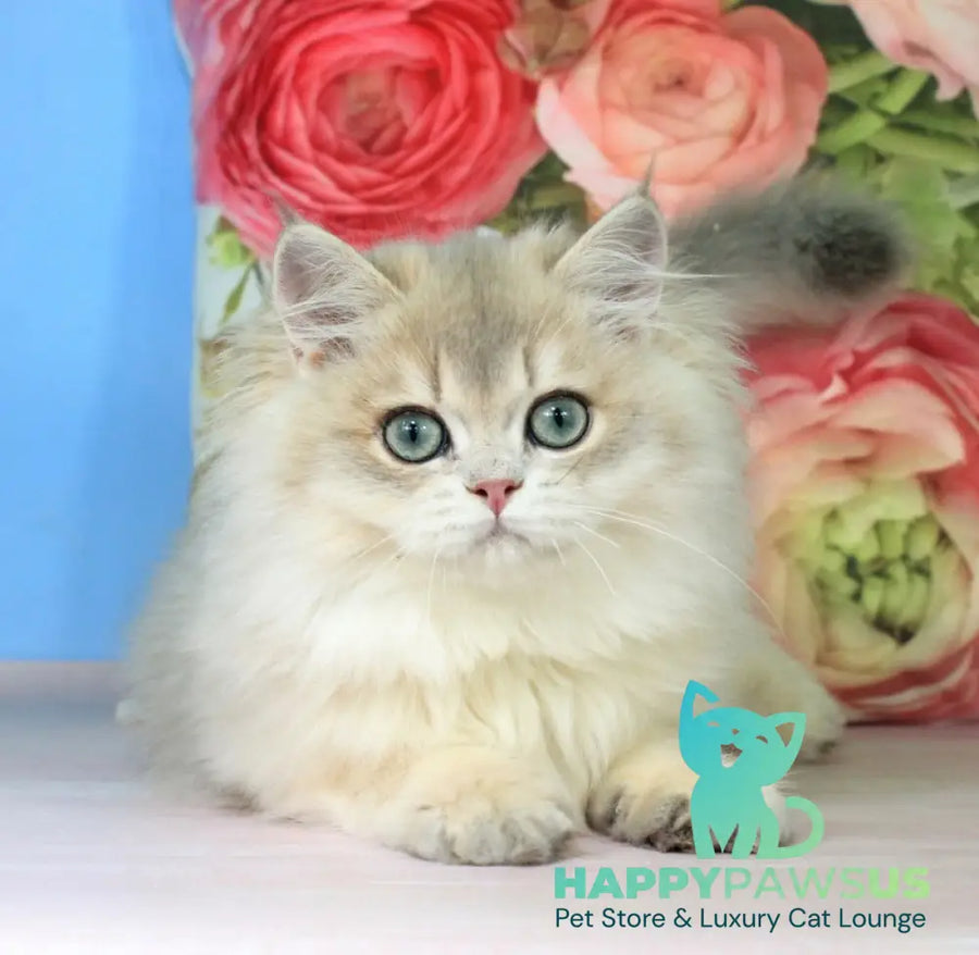 Peach British Longhair male blue golden shaded - live animals