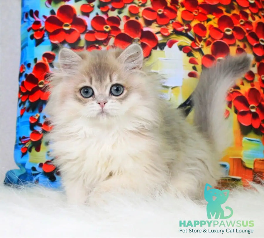 Peach British Longhair male blue golden shaded - live animals