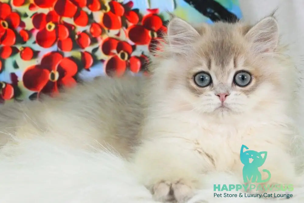 Peach British Longhair male blue golden shaded - live animals