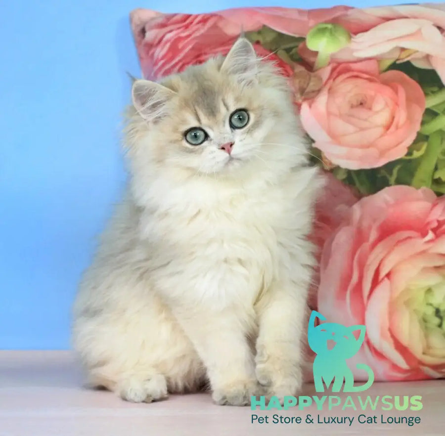 Peach British Longhair male blue golden shaded - live animals