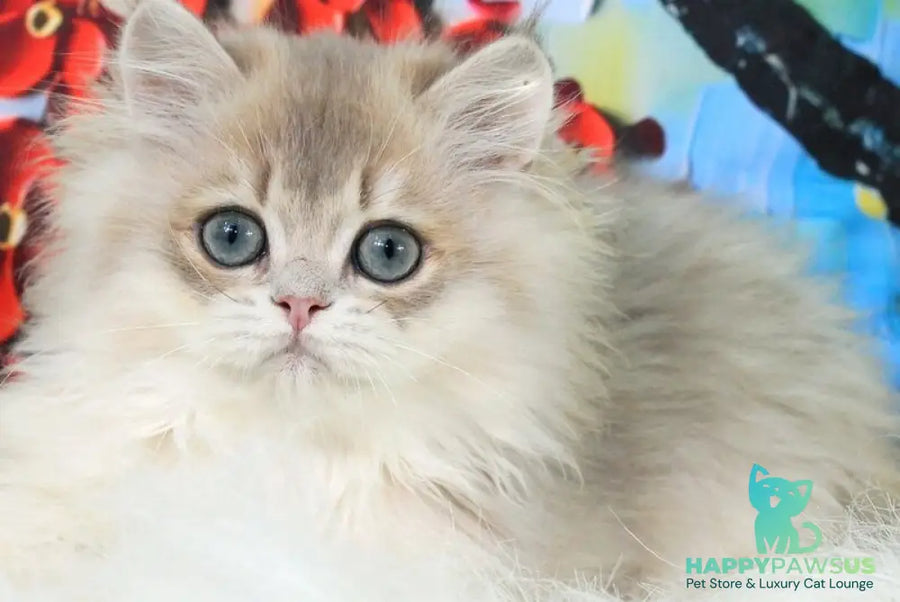 Peach British Longhair male blue golden shaded - live animals