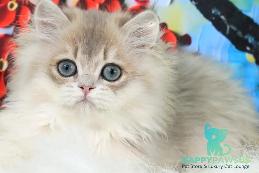 Peach British Longhair male blue golden shaded - live animals