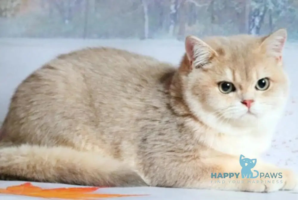 Peach British Shorthair male blue golden shaded live animals