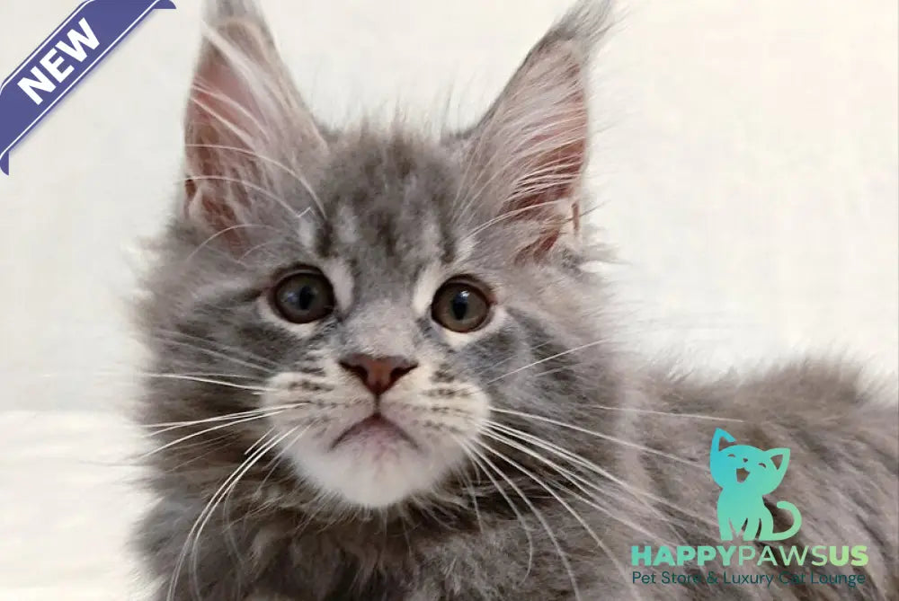 Peach Maine Coon male blue tabby - live animals
