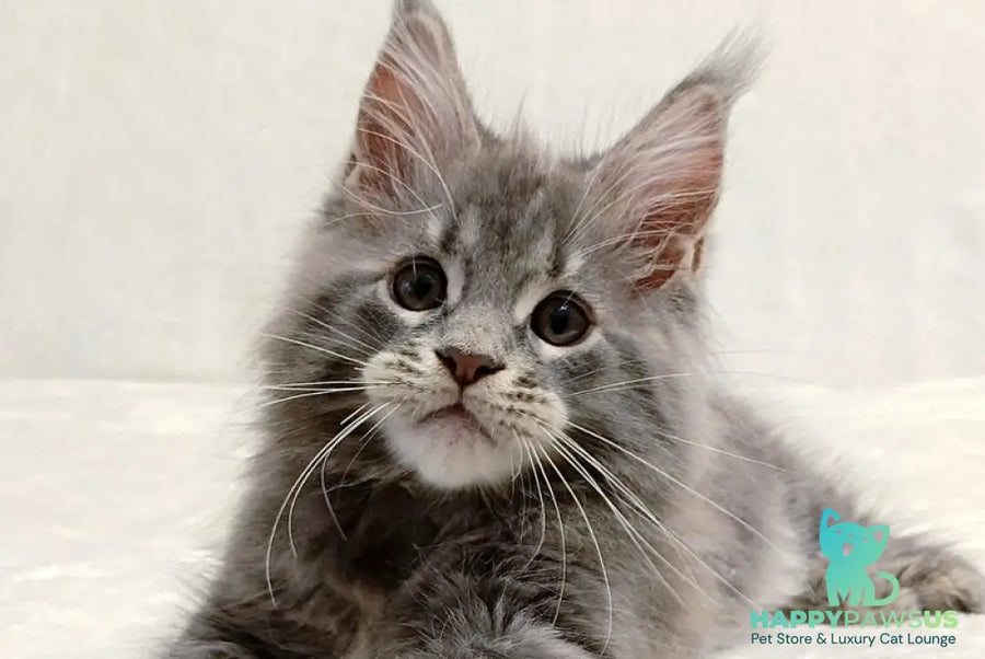 Peach Maine Coon male blue tabby - live animals