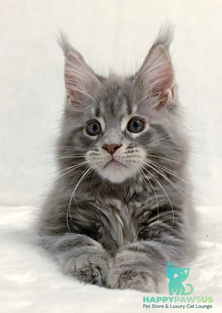 Peach Maine Coon male blue tabby - live animals