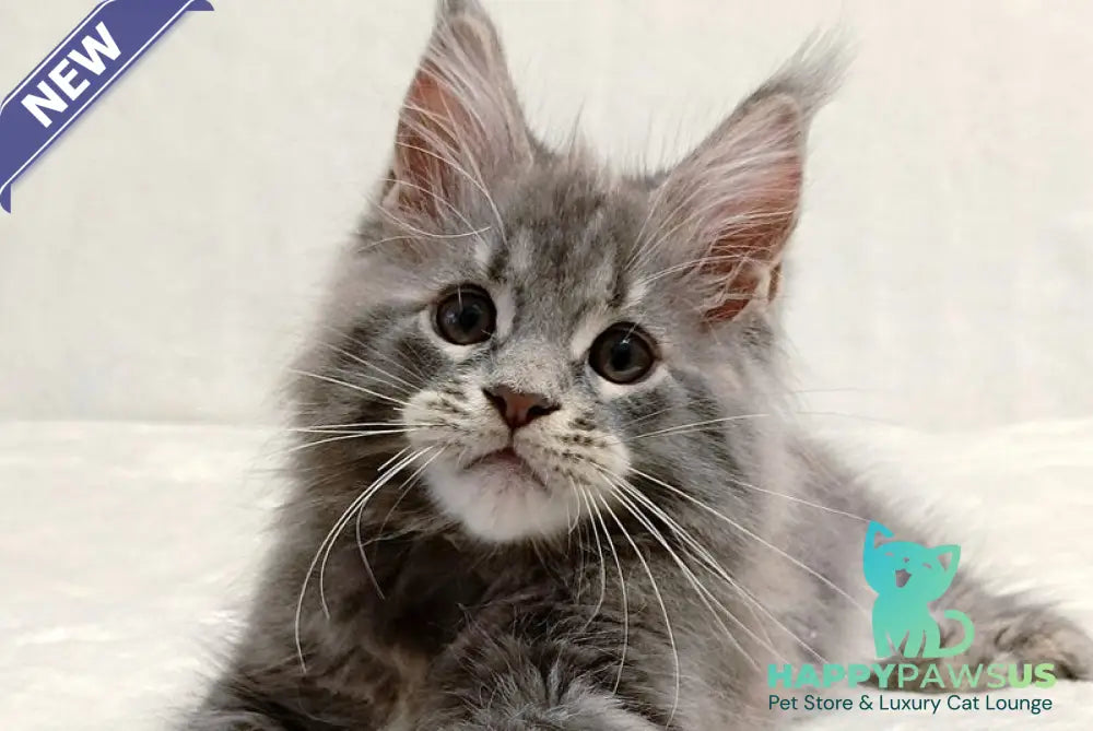 Peach Maine Coon male blue tabby - live animals