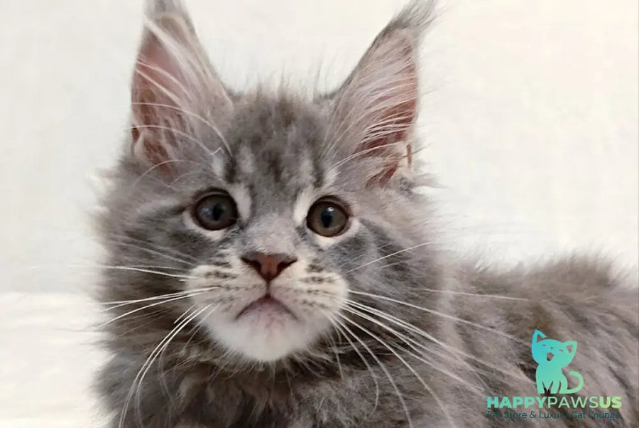 Peach Maine Coon male blue tabby - live animals