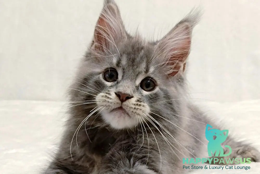 Peach Maine Coon male blue tabby - live animals