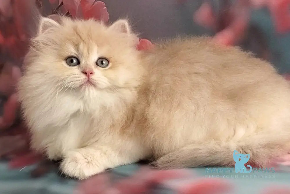 Pearl British Longhair female blue golden chinchilla - live animals