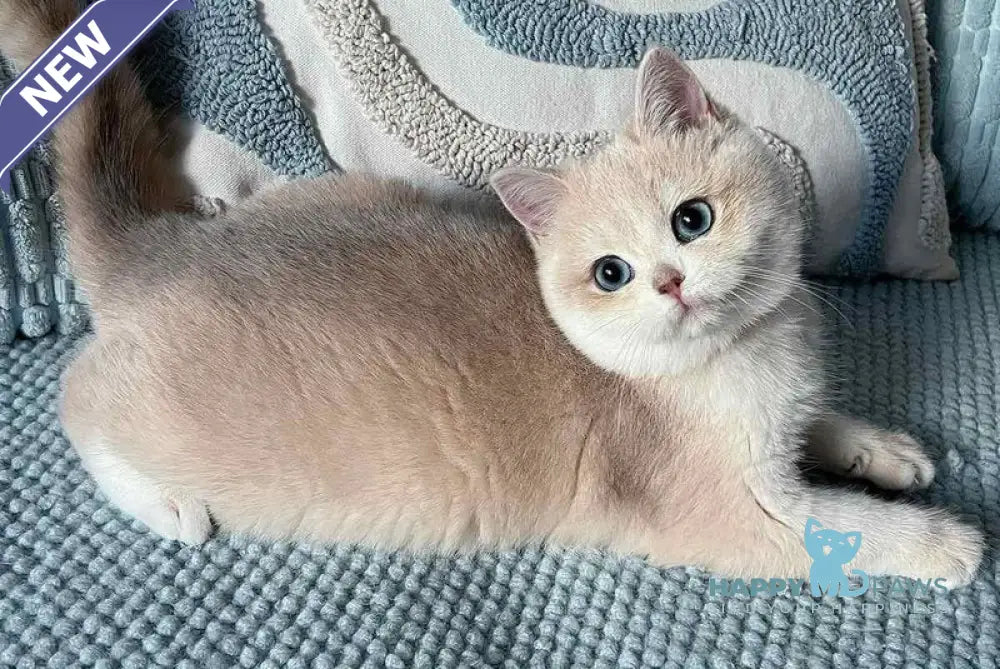 Pearl British Shorthair female blue golden chinchilla live animals