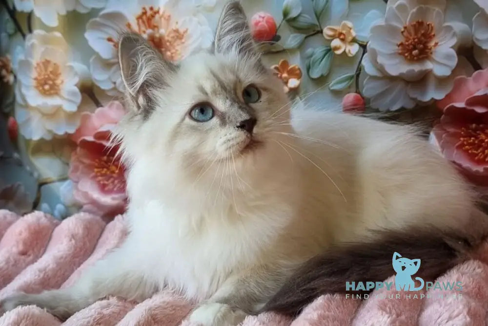 Pearl Siberian female blue tabby pointed with white live animals