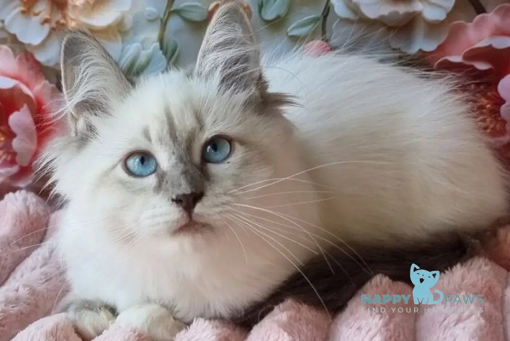 Pearl Siberian female blue tabby pointed with white live animals