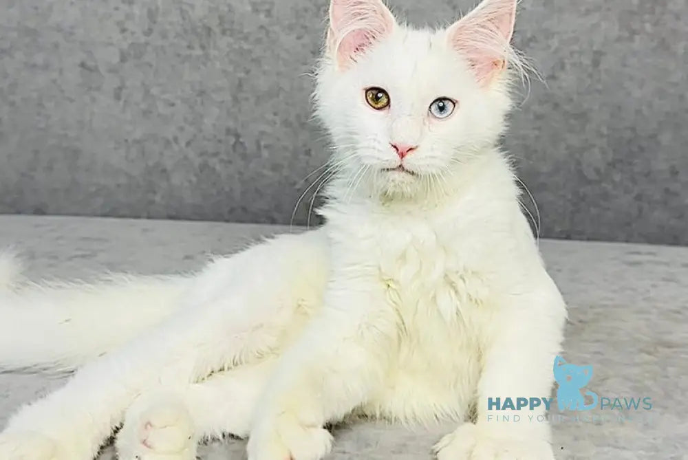 Pearla Maine Coon female white live animals