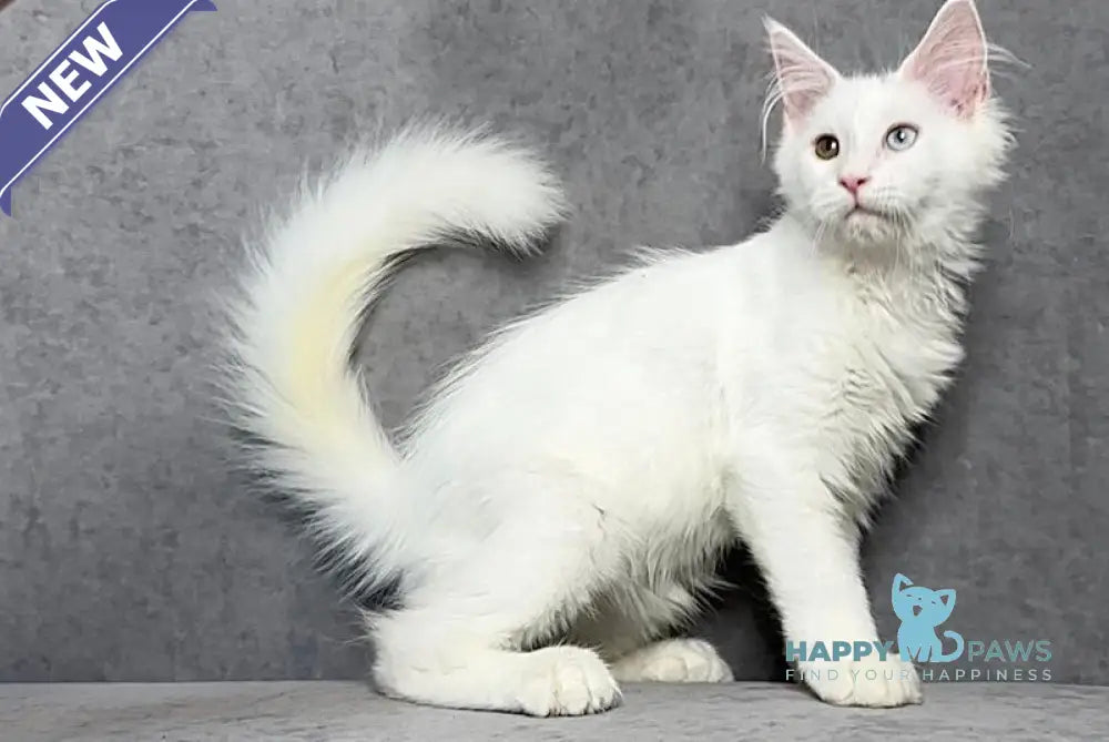 Pearla Maine Coon female white live animals