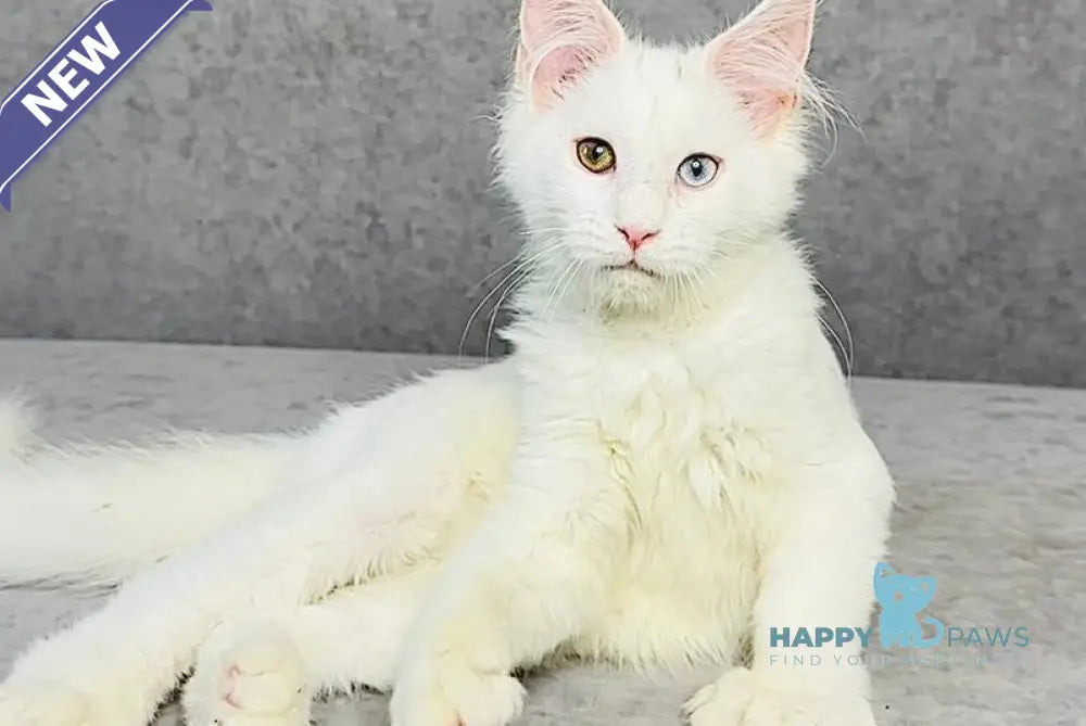 Pearla Maine Coon female white live animals