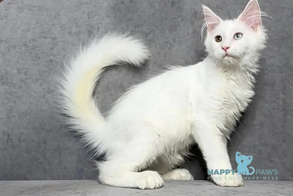 Pearla Maine Coon female white live animals