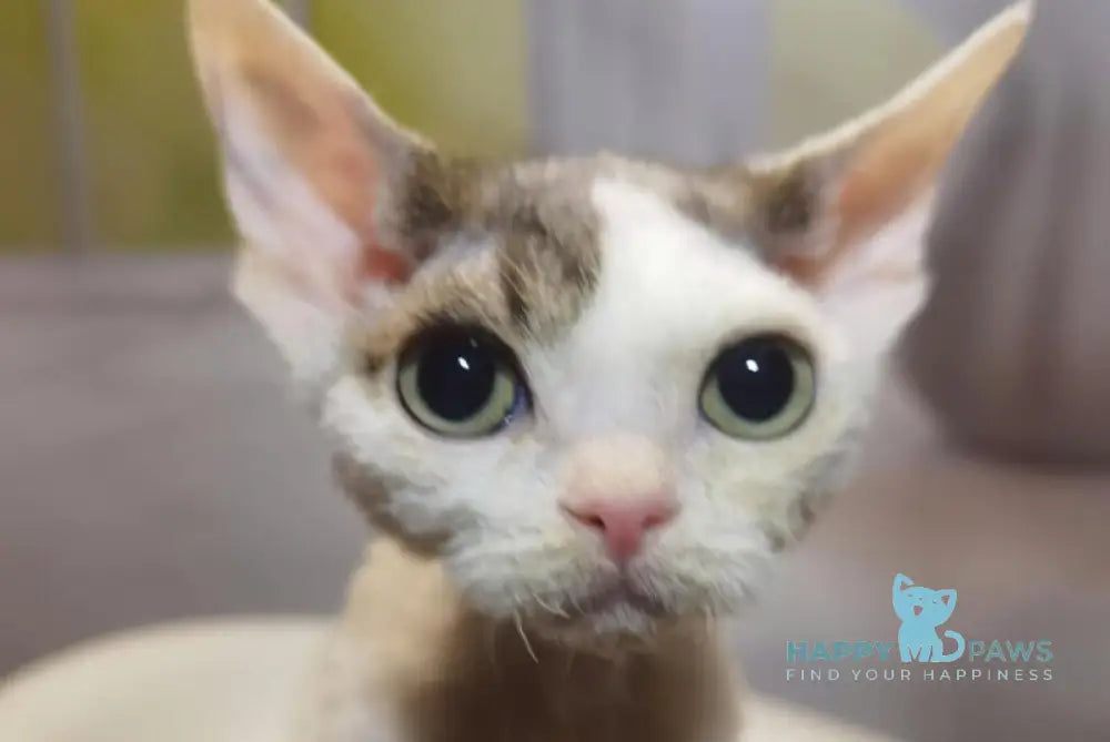 Peas Devon Rex male black tabby harlequin live animals