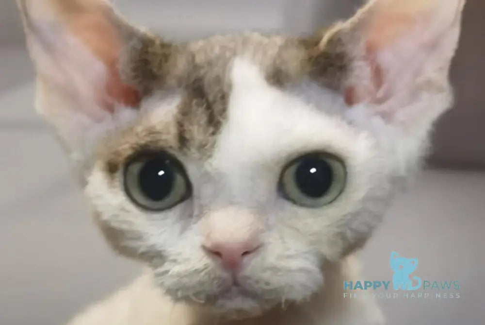 Peas Devon Rex male black tabby harlequin live animals