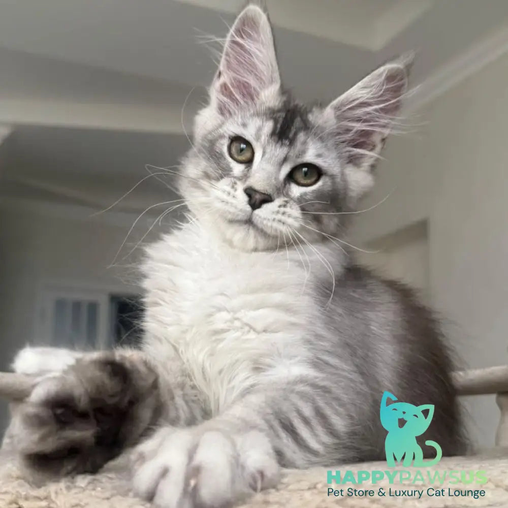 Pegasus Maine Coon male black silver tabby - live animals