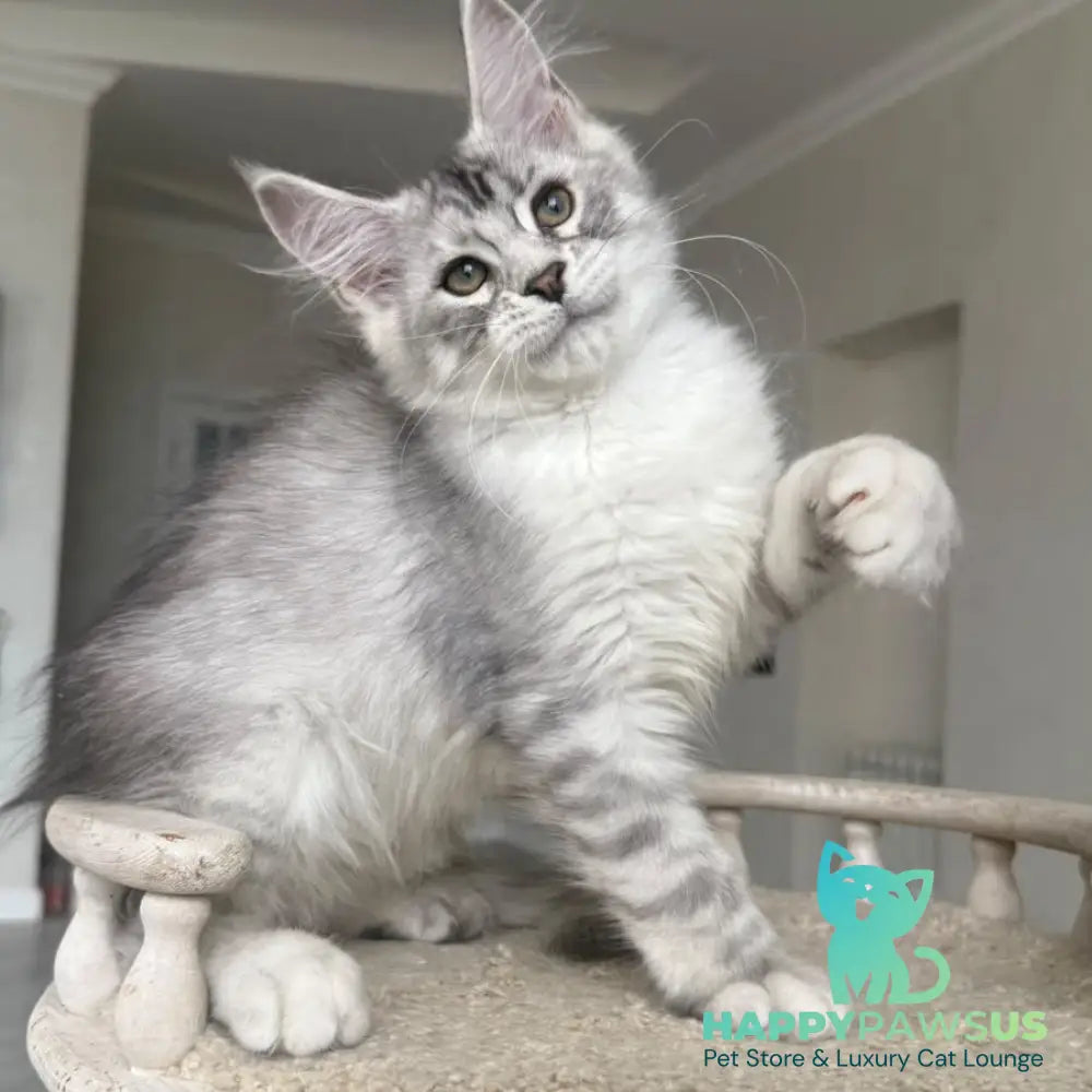 Pegasus Maine Coon male black silver tabby - live animals